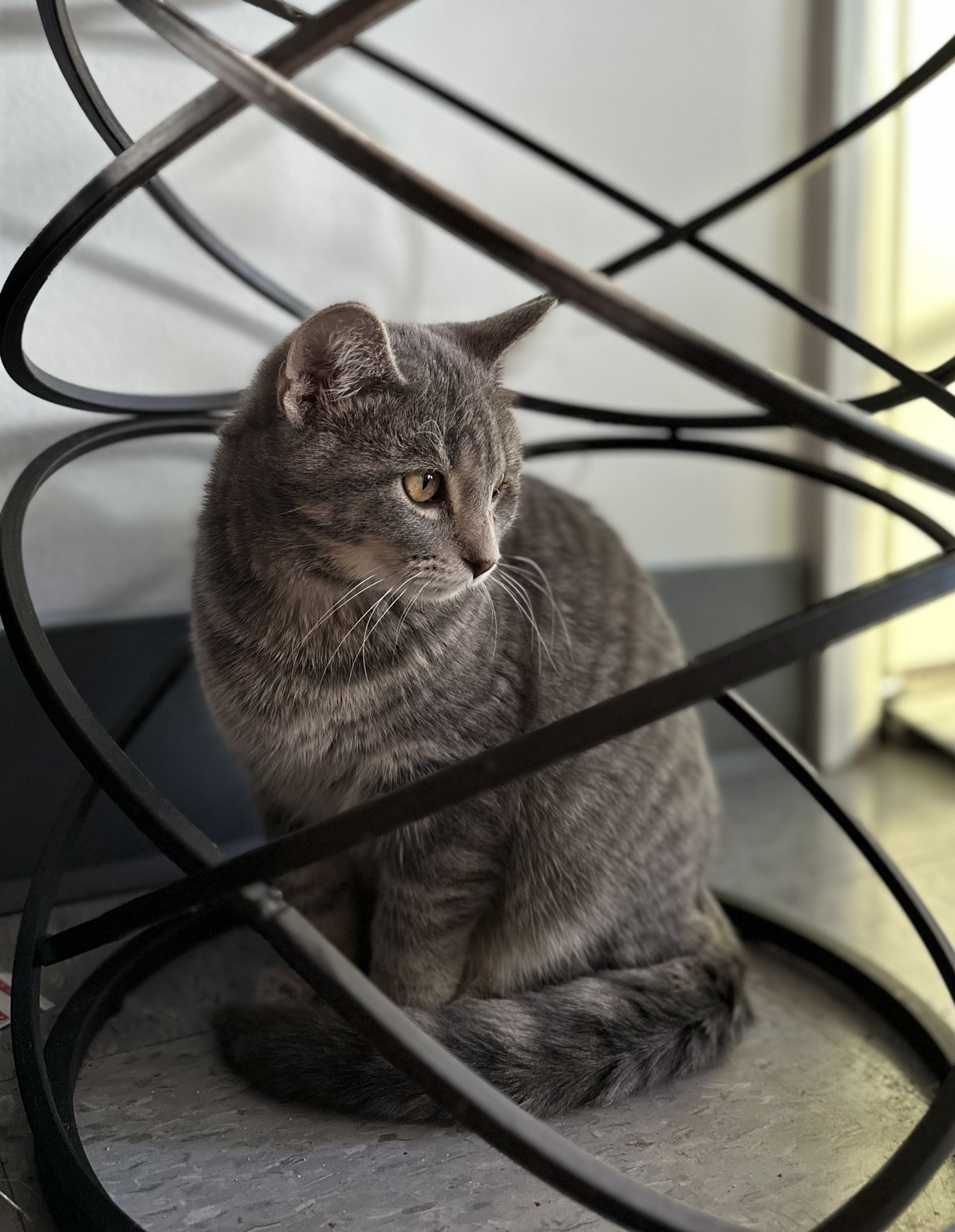 Cute cat